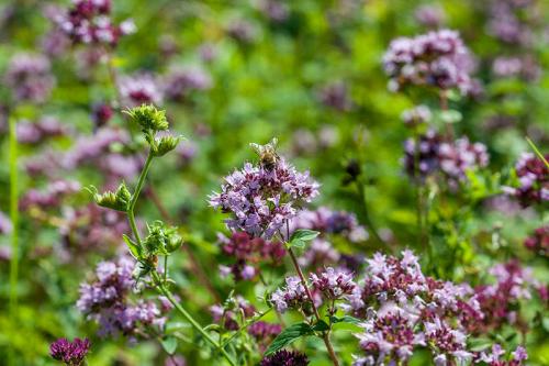 Что посадить в тени на участке. Примула 05 Что посадить в тени на участке. Примула 05