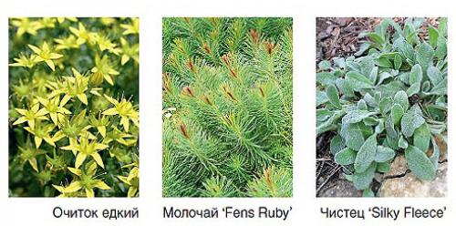 Почвопокровники для тени. Почвопокровные растения: выбираем лучшие