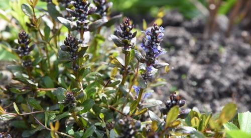 Тенелюбивые почвопокровные растения для сада. Почвопокровные цветущие многолетники - красивые и ухоженные клумбы без хлопот! 08 Тенелюбивые почвопокровные растения для сада. Почвопокровные цветущие многолетники - красивые и ухоженные клумбы без хлопот! 08