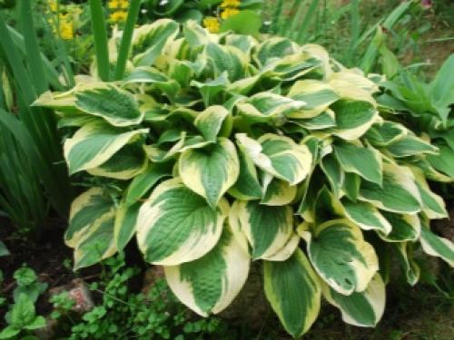 Что посадить в тени на участке. Примула 18 Что посадить в тени на участке. Примула 18