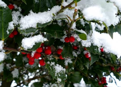 Вечнозеленые растения для живой изгороди. Выбираем вечнозелёные растения для живой изгороди