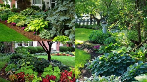 Тенелюбивые растения для сада и огорода. Виды тени