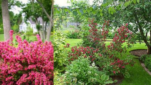 Тенелюбивые растения для сада и огорода. Виды тени