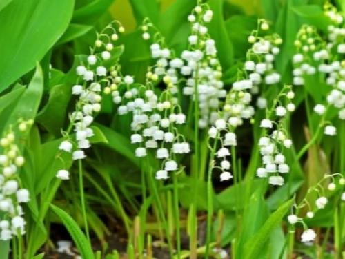 Многолетние тенелюбивые и теневыносливые растения для сада. Особенности 03