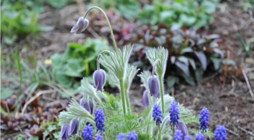 Многолетние тенелюбивые и теневыносливые растения для сада. Особенности 28