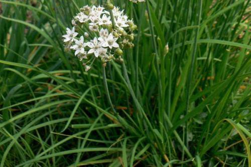 Многолетние тенелюбивые и теневыносливые растения для сада. Особенности 07