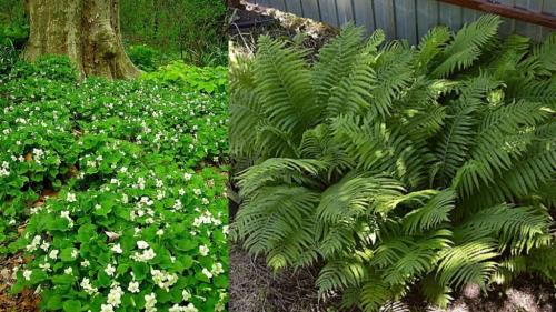 Тенелюбивые растения для сада и огорода. Виды тени
