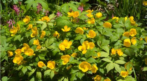 Многолетние тенелюбивые и теневыносливые растения для сада. Особенности 31