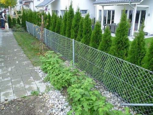 Чем закрыть забор из сетки-рабицы. Чем можно закрыть забор из сетки-рабицы от соседей: непрозрачный низ