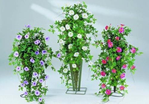 Неприхотливые вьющиеся растения для дома. Вьющиеся комнатные растения: названия, посадка, уход