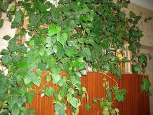 Неприхотливые вьющиеся растения для дома. Вьющиеся комнатные растения: названия, посадка, уход