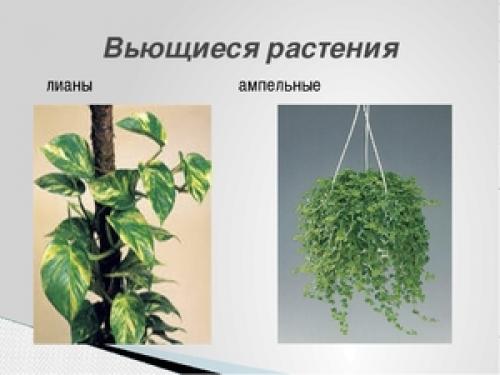 Неприхотливые вьющиеся растения для дома. Вьющиеся комнатные растения: названия, посадка, уход