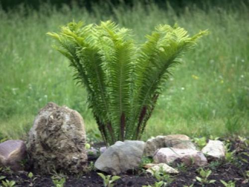 Тенелюбивые цветы и растения для сада и клумб. Подбор растений в зависимости от степени затененности участка 14