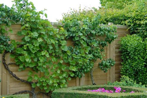 Вечнозеленые вьющиеся растения для забора. Выбираем лиану для сада