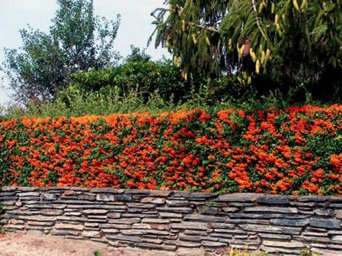 Вечнозеленые вьющиеся растения для забора. Выбираем лиану для сада