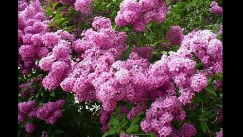 Вечнозеленые кустарники для тени. Плодовые кустарники для теневых уголков участка