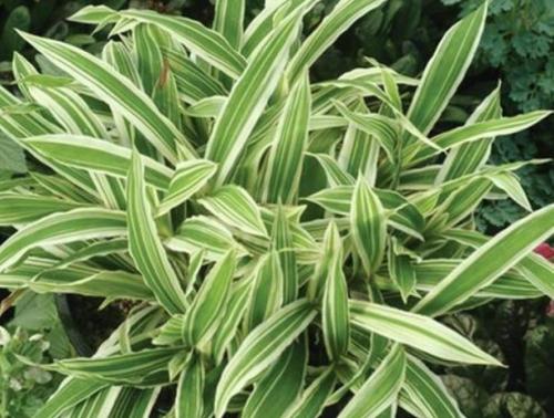 Теневыносливые деревья список. Большой список тенелюбивых растений