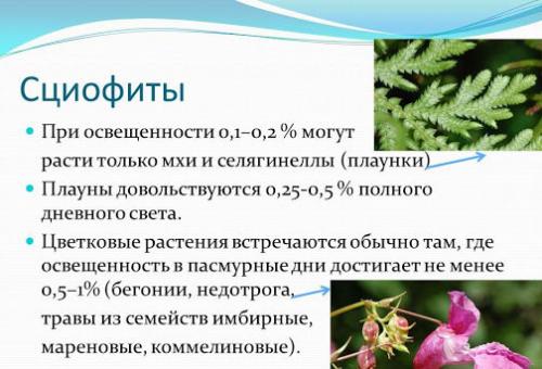 Тенелюбивые кустарники. Теневыносливые деревья и кустарники: виды, посадка и уход