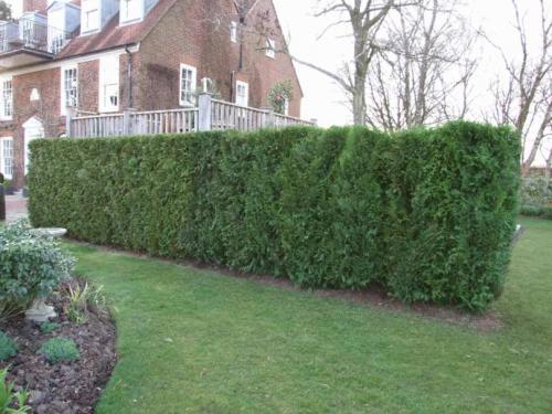 Тенелюбивые и теневыносливые кустарники для сада. Какие растения растут в тени