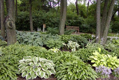 Что можно посадить под деревьями в тени. Что посадить в тени под деревьями