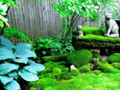5 красивых лиан для тенистого сада. Теневыносливые лианы 13 5 красивых лиан для тенистого сада. Теневыносливые лианы 13