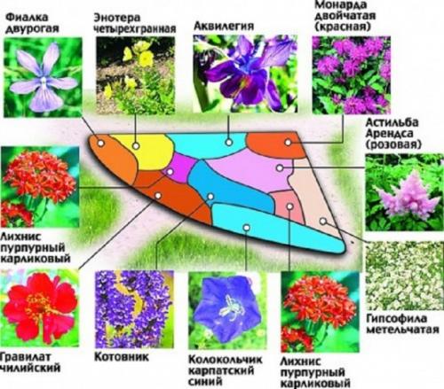 Схемы клумб для начинающих. Принципы формирования цветника
