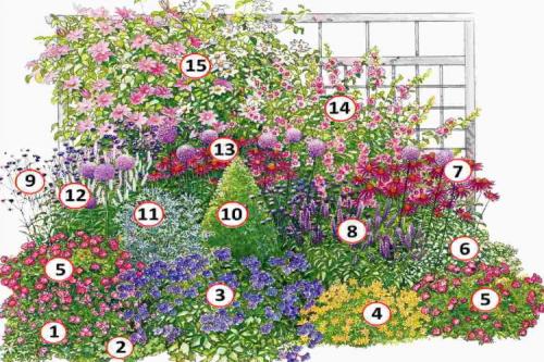 Схемы клумб для начинающих. Схемы клумб непрерывного цветения для сада