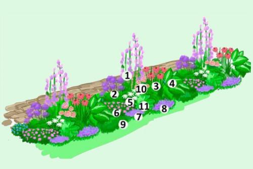 Схемы клумб для начинающих. Схемы клумб непрерывного цветения для сада
