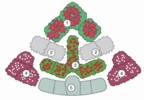 Готовые схемы и проекты клумб. 