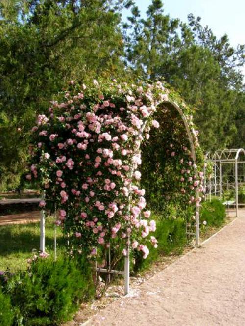 Пергола для дачи из металла. Как сделать перголу для вьющихся растений