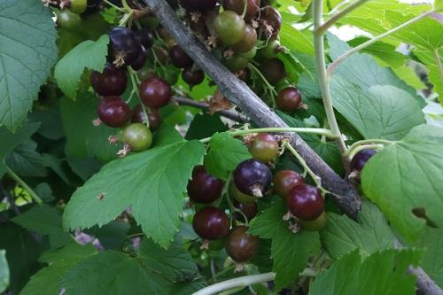 Яблоня и груша совместимость. Совместные посадки: соседи яблони, с чем сажать рядом