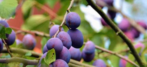 Таблица совместимости плодовых деревьев и кустарников в саду. Совместимость садовых деревьев друг с другом и другими культурами