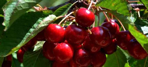 Таблица совместимости плодовых деревьев и кустарников в саду. Совместимость садовых деревьев друг с другом и другими культурами