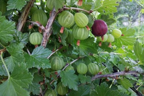 Яблоня и груша совместимость. Совместные посадки: соседи яблони, с чем сажать рядом