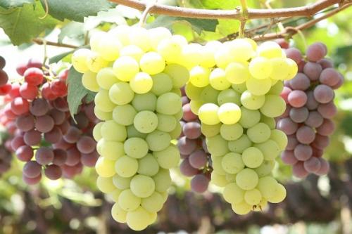 Яблоня и груша совместимость. Совместные посадки: соседи яблони, с чем сажать рядом