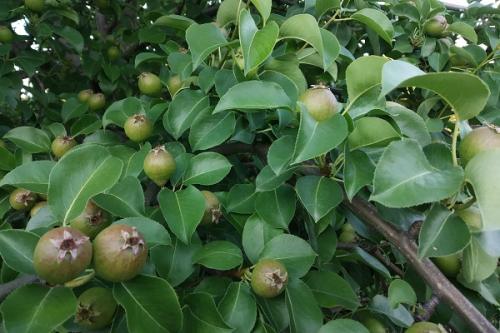 Яблоня и груша совместимость. Совместные посадки: соседи яблони, с чем сажать рядом