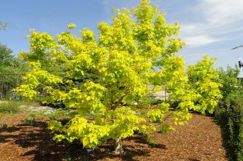 Яблоня и груша совместимость. Совместные посадки: соседи яблони, с чем сажать рядом