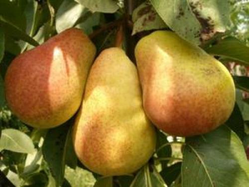 Расстояние между деревьями при посадке сада таблица. Правила и схема посадки плодовых деревьев и кустарников