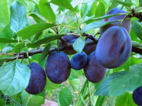 Расстояние между деревьями при посадке сада таблица. Правила и схема посадки плодовых деревьев и кустарников