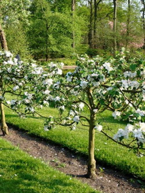 Дизайн фруктового сада. Дизайн деревьев в саду на всех этапах создания