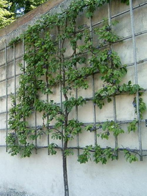 Дизайн фруктового сада. Дизайн деревьев в саду на всех этапах создания