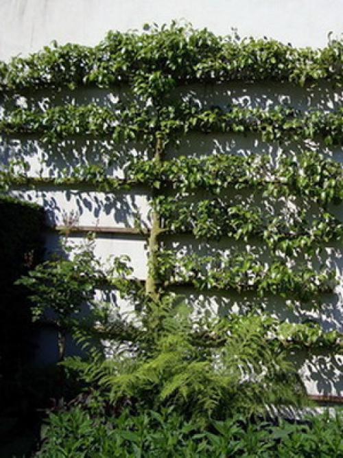 Дизайн фруктового сада. Дизайн деревьев в саду на всех этапах создания