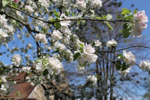 Фруктовый сад на даче. Плодовый сад на дачном участке: все за и против