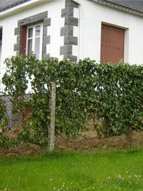 Дизайн фруктового сада. Дизайн деревьев в саду на всех этапах создания