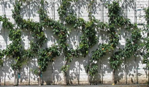 Дизайн фруктового сада. Дизайн деревьев в саду на всех этапах создания