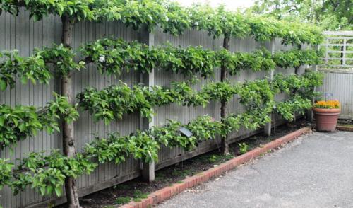 Дизайн фруктового сада. Дизайн деревьев в саду на всех этапах создания