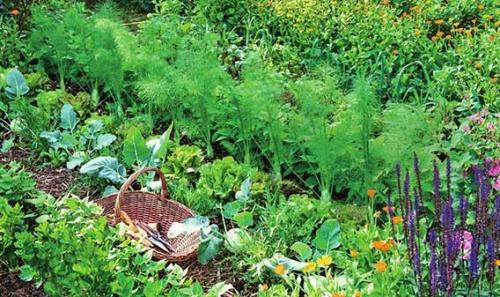 Огород на 3 сотках. Секреты размещения огорода на небольшом участке