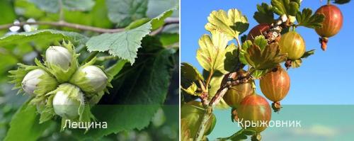 Хвойные которые растут в тени. Теневыносливые деревья и кустарники: виды, посадка и уход