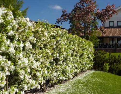 20 лучших кустарников для живой изгороди с описанием.. Достоинства, недостатки живой изгороди 08