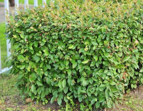 20 лучших кустарников для живой изгороди с описанием.. Достоинства, недостатки живой изгороди 02